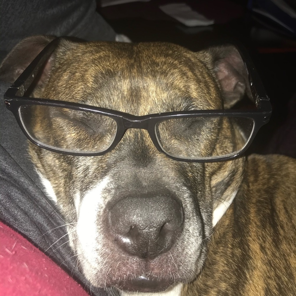 Meet your Posher, Roxy - Picture 2 of 4